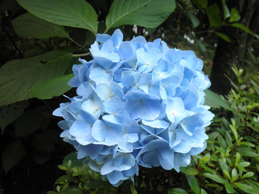 aaji230702