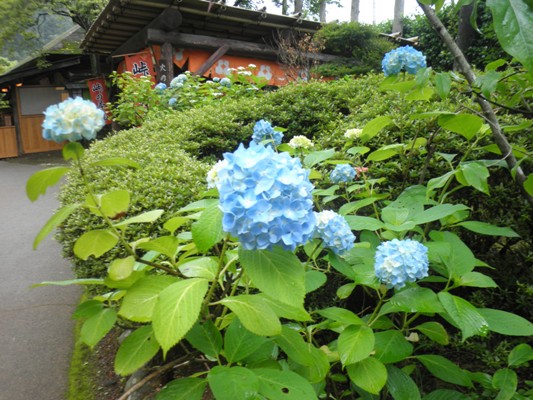 ajisa230626