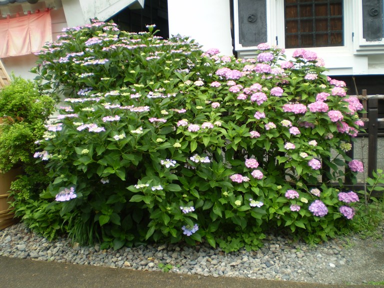 ajisai2276