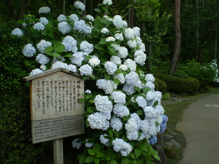 ajisai77210