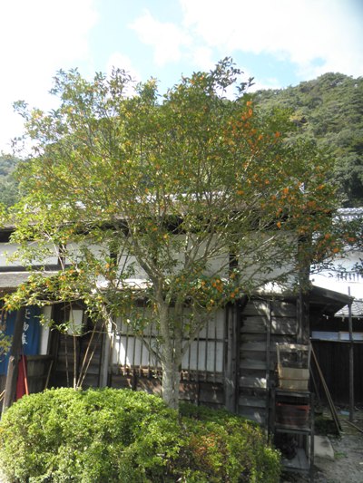 kinnai231007