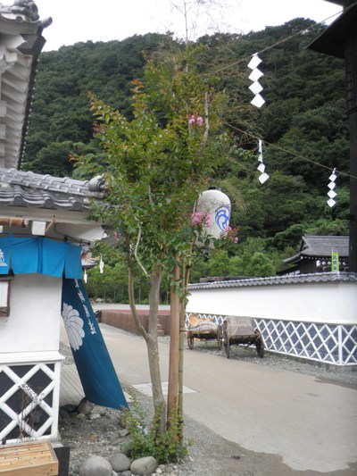 saru230805
