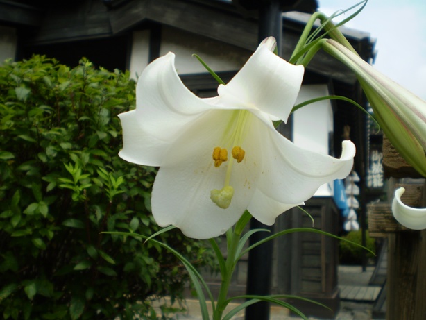 teppou